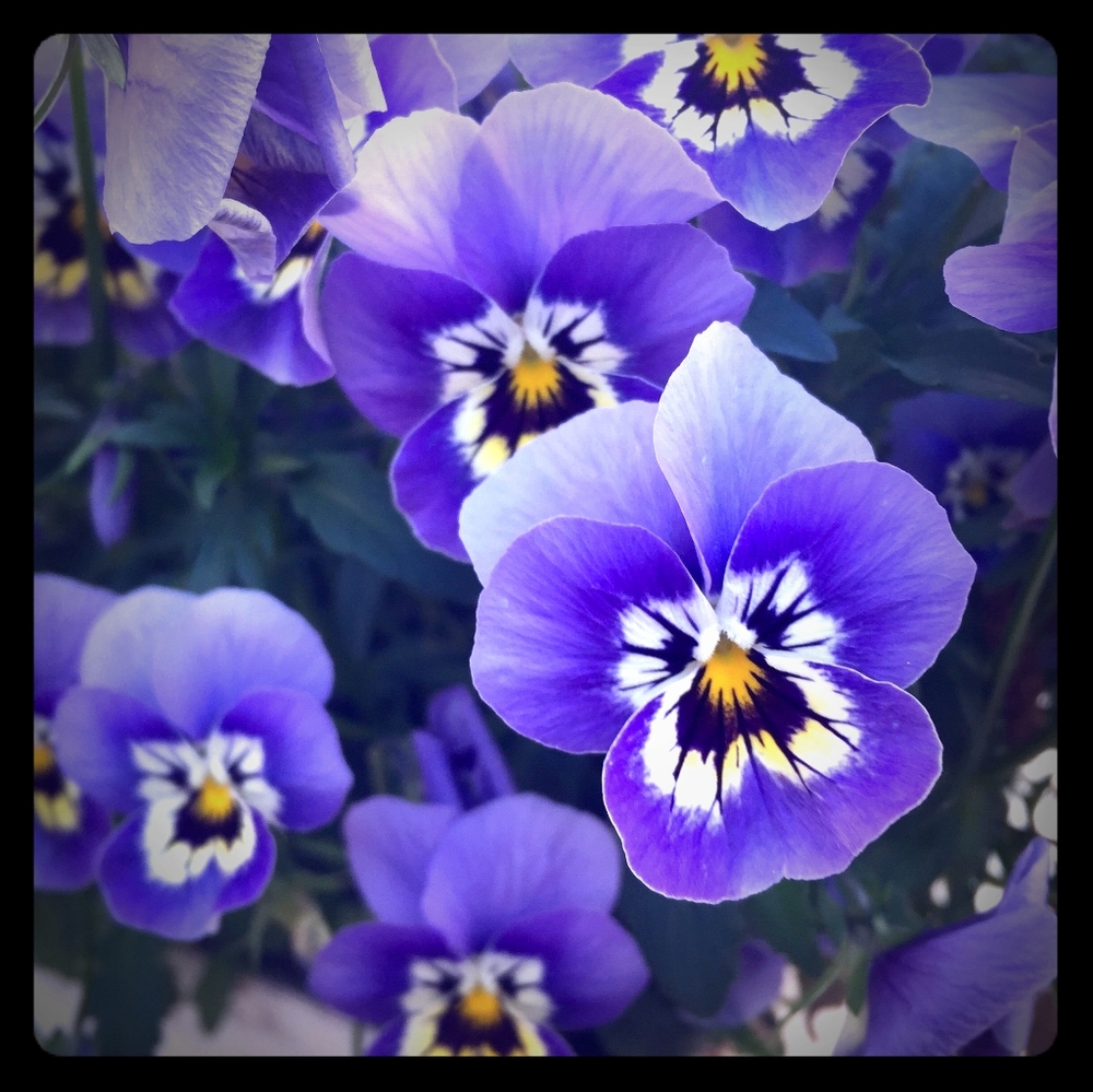 Meet your Posher, Lexie